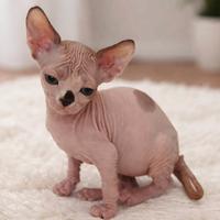Sphynx con pedigree