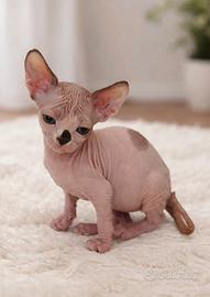 Sphynx con pedigree