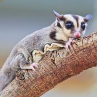 Petauro dello zucchero