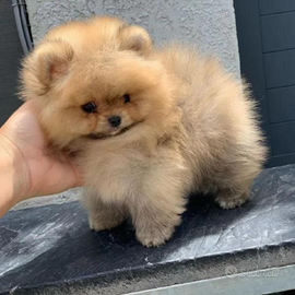 Pomerania toy maschio