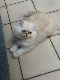 Cuccioli gatti persiani