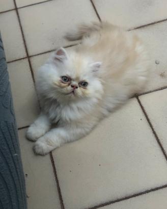 Cuccioli gatti persiani