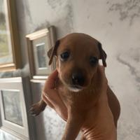 Dono ad veri amanti animali cuccioli pinscher