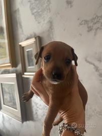 Dono ad veri amanti animali cuccioli pinscher