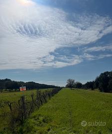 Terreno agricolo su SP105 di 4920mq