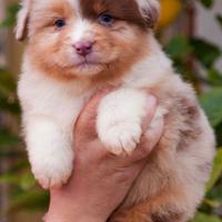 Australian Shepherd/ Pastore Australiano