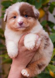 Australian Shepherd/ Pastore Australiano