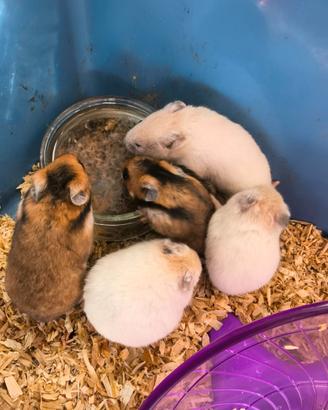 Baby ratti domestici e criceto dorato