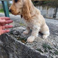 Cocker Spaniel Inglese Cucciola