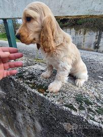 Cocker Spaniel Inglese Cucciola