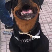 Vendisi cuccioli rottweiler