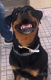 Vendisi cuccioli rottweiler