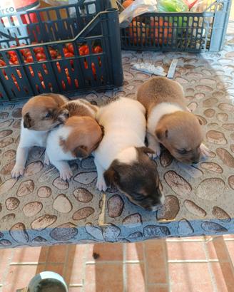 Jack Russell