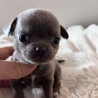 Cuccioli di chihuahua mini