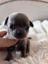 Cuccioli di chihuahua mini