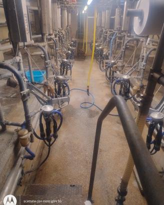 sala di mungitura alfa Laval 8+8