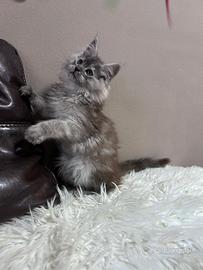 Cucciole Maine Coon
