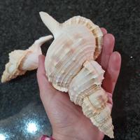 conchiglia gigante