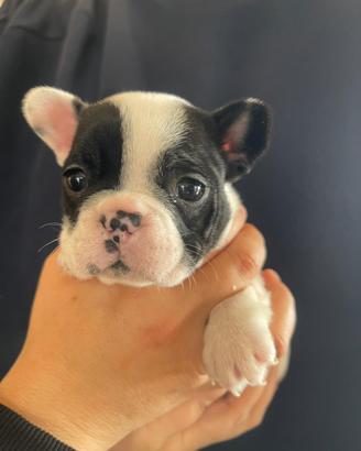 Bulldog francese