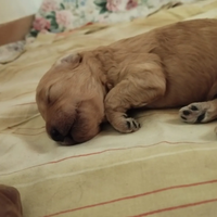 Cuccioli di barboncino toy