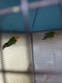 Canuri pappagalli Palermo e provincia