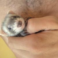 Cuccioli Furetti dell'anno