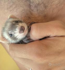 Cuccioli Furetti dell'anno