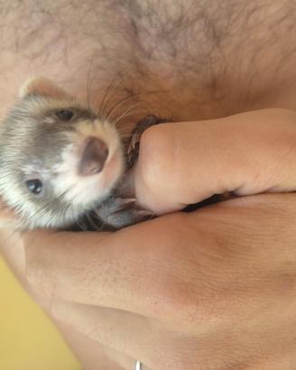 Cuccioli Furetti dell'anno