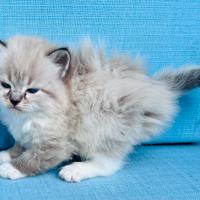 Gattino siberiano ipoallergenico PEDIGREE AGI NOE'