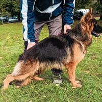 Cuccioloni di Pastore Tedesco