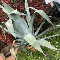 Pianta Agave