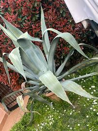 Pianta Agave