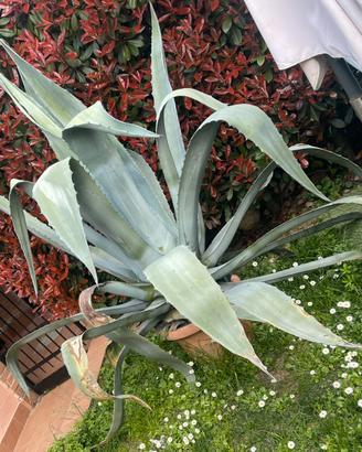 Pianta Agave