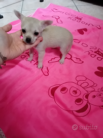 Chihuahua piccola