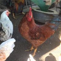 Galline e galli di razza mugellese
