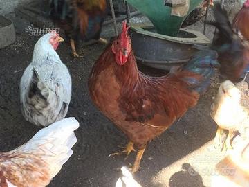 Galline e galli di razza mugellese