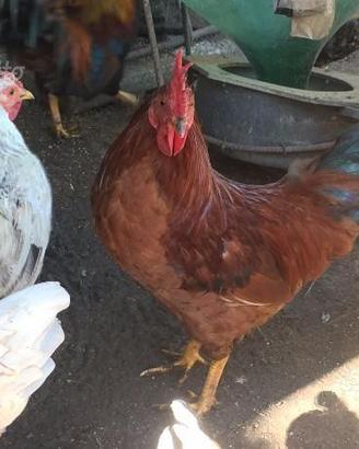 Galline e galli di razza mugellese