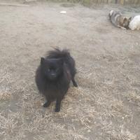 Volpino italiano nero