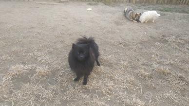 Volpino italiano nero