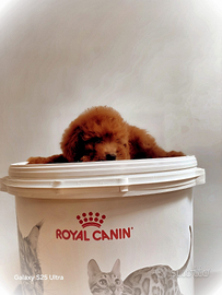 Barboncino toy con pedigree ENCI