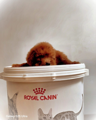 Barboncino toy con pedigree ENCI