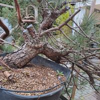 Pinus nigra yamadori 2024