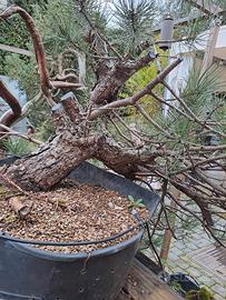 Pinus nigra yamadori 2024