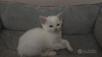 Cuccioli di gatto