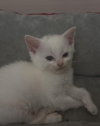 Cuccioli di gatto