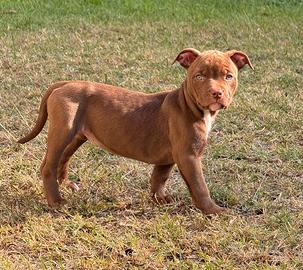 American Pitbull Terrier UKC Red Nose