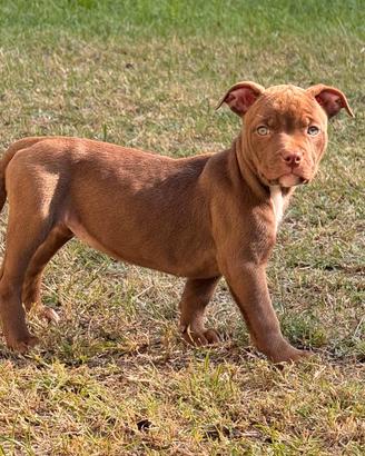 American Pitbull Terrier UKC Red Nose