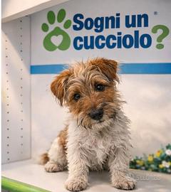 Jack Russel zampa corta disponibili