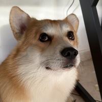 Corgi Maschio per accoppiamento