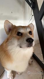 Corgi Maschio per accoppiamento